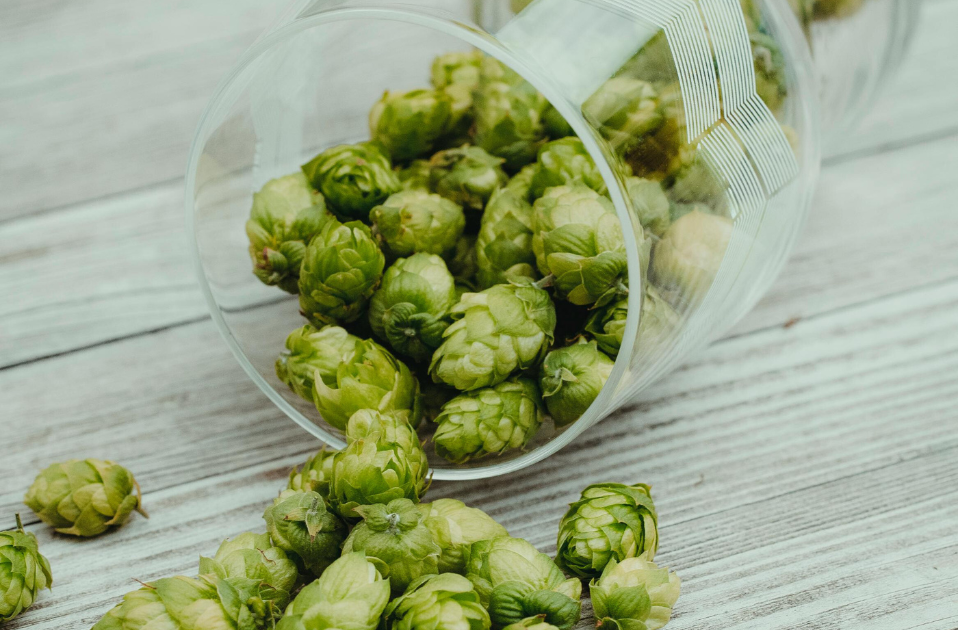 Brauer zeigt den Rohstoff Hopfen in seinen Händen